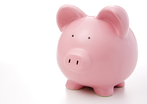 Pig White Background